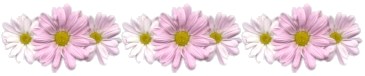 pinkdaisyflowers.jpg
